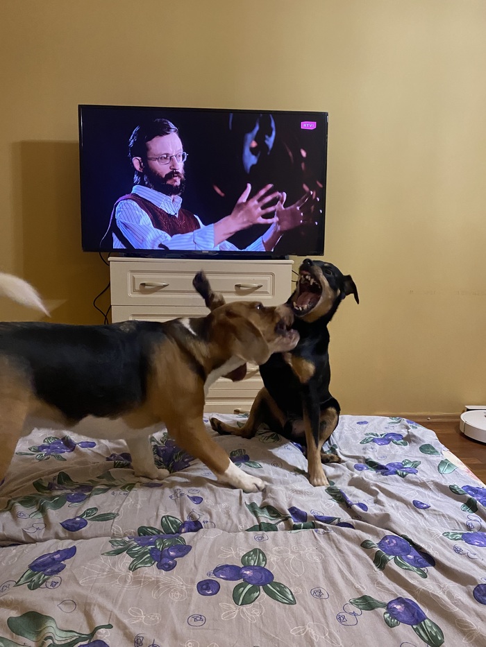 Тоде похвастаюсь пёсками. Мои не курят и не пьют, так что сиги и бутылки из под снега не наши вылезли.