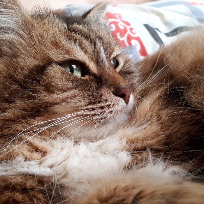 ��� ������ �����-�����