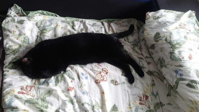 ����� ����