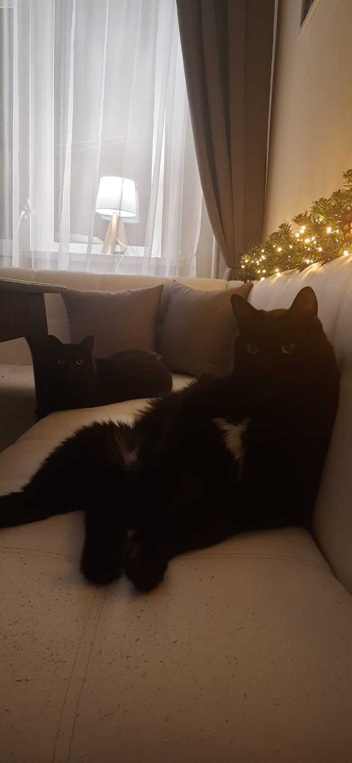 Готовимся к масленице Черный кот, Кот, Длиннопост