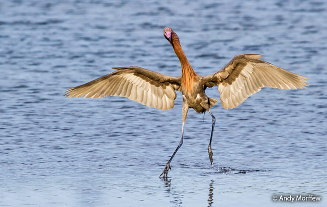 Это не я криво иду! Это ты косо смотришь!