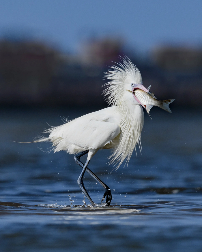 Фто? Я запасаюсь жиром на зиму!