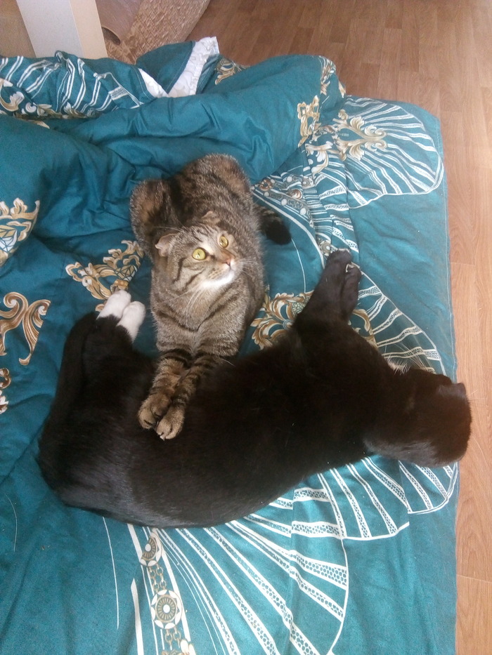 Домашние тоже улеглись, сейчас и я с ними. Я сегодня рано встала и набегалась уже с утра.