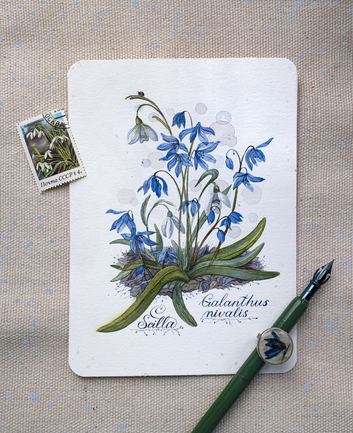 Пролеска и подснежник белый