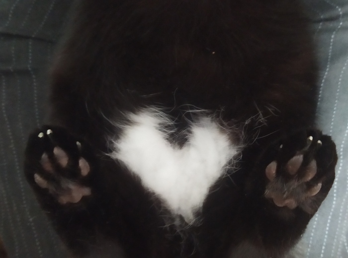 Лайк коту