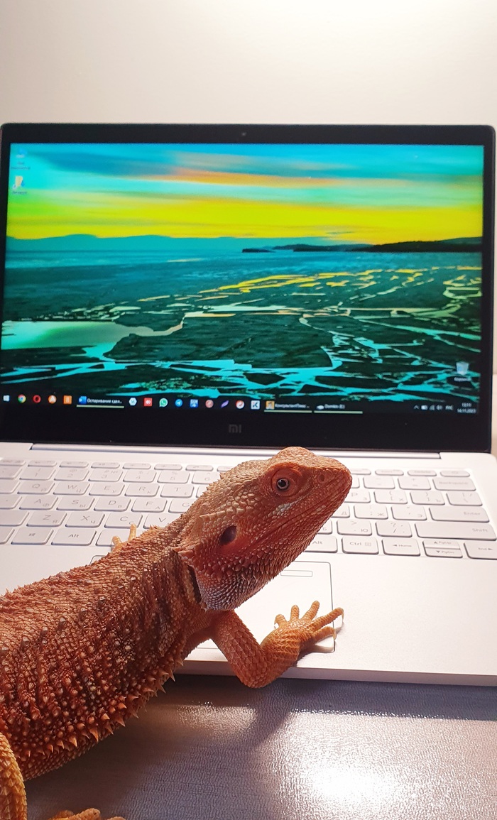 ��� ������� (������������, �� ����� ���� ��� �����)