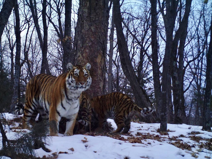  Заметьте, что сама мать-героиня в процесс не вмешивается, позволяя юнцам самим познавать этот мир