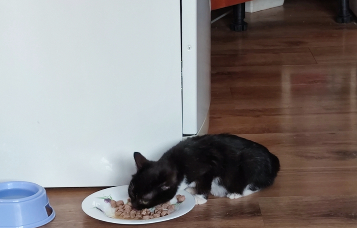 Дальше начитавшись умных статей я стал ждать когда киса привыкнет к новому дому и её можно будет поискать 😂