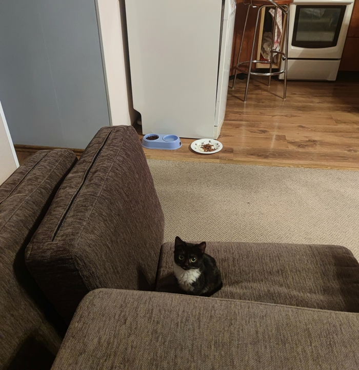 Пост можно продолжать бесконечно,кисе уже три года и она очень ласковая, но вся ласка началась только после того как я таки поймал её и начал тискать тогда она видимо поняла что я не страшный обезьян 😂🙈