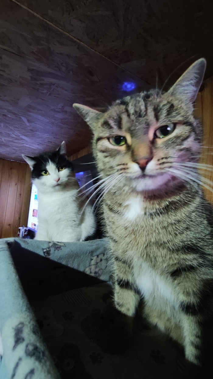 Трюфель и муся ( скумбрия)