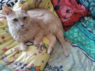 И моего кота порадуйте(увы он на радуге)