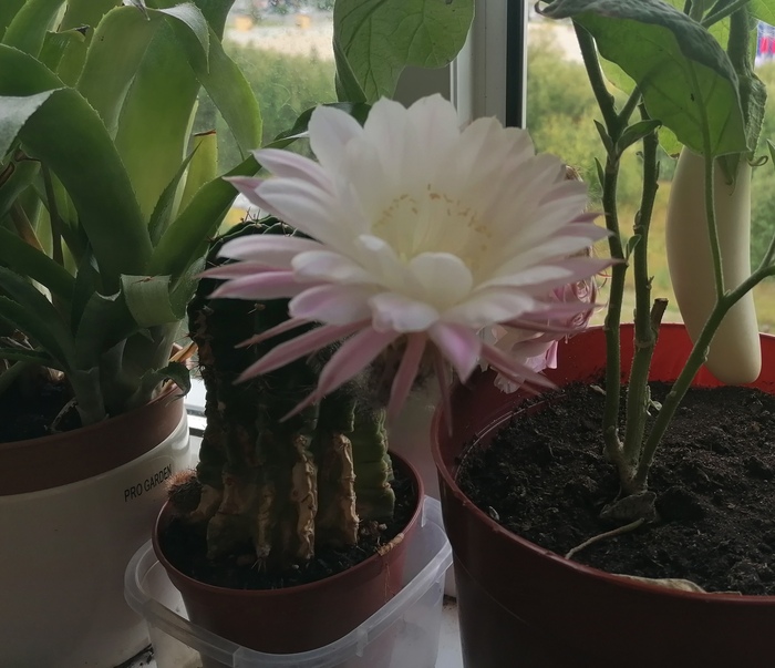 ������ �� ��� �����