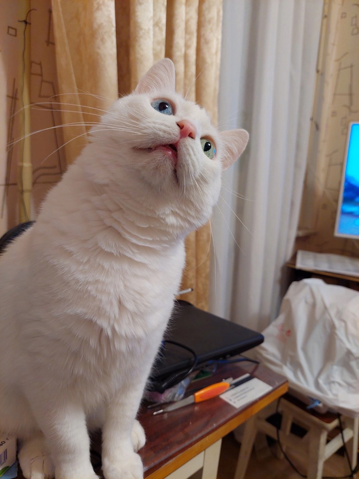 Барсик любитель шерстяные носков)