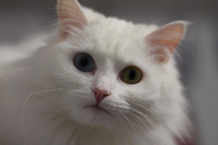 Всем котиков