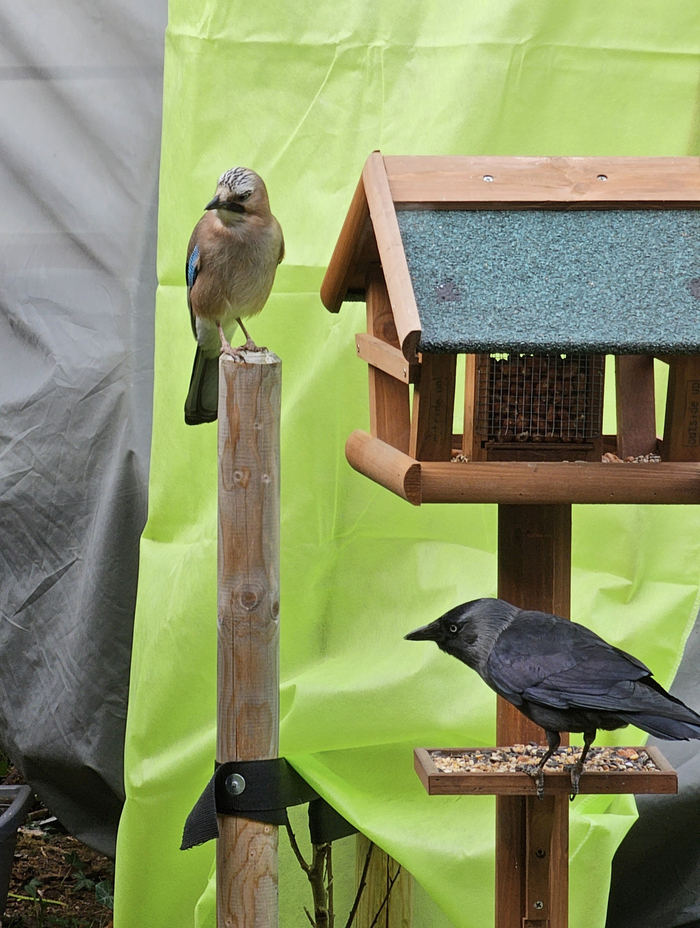 Птицы у нашей кормушки во дворе дома