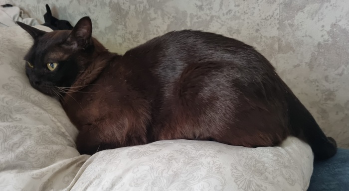 ��� ����. �����- ����