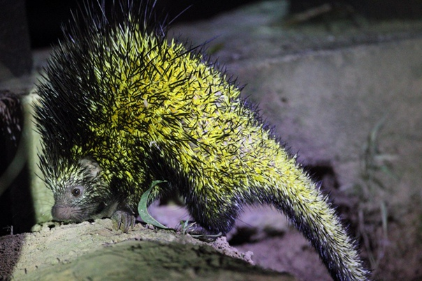 Это я проснулась первого января и неспешно иду до холодильника доедать оливьешечку.