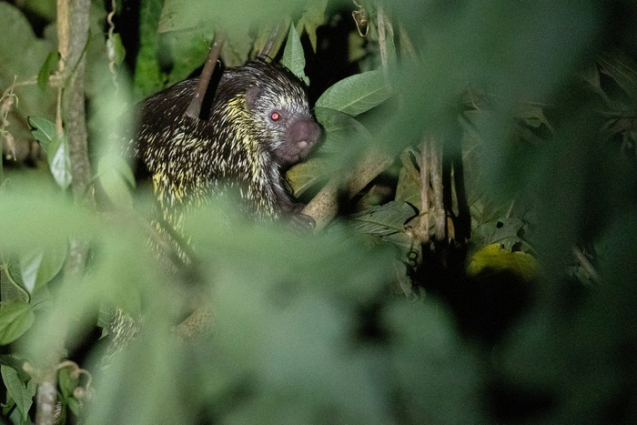 — Так, давай я дам тебе пару зелёных, и сделаем вид, что ты меня не видел. — Зеленых баксов? — Нет, листьев.