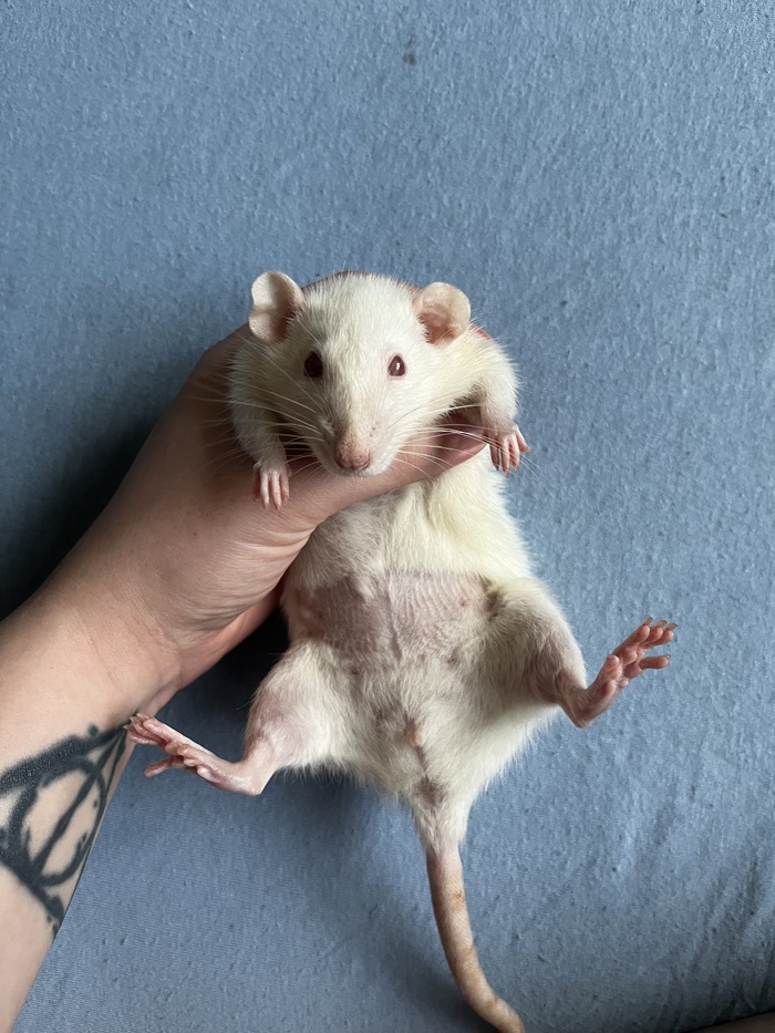 Бритое пузо после УЗИ