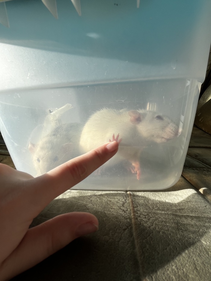 Страдания от ингаляций