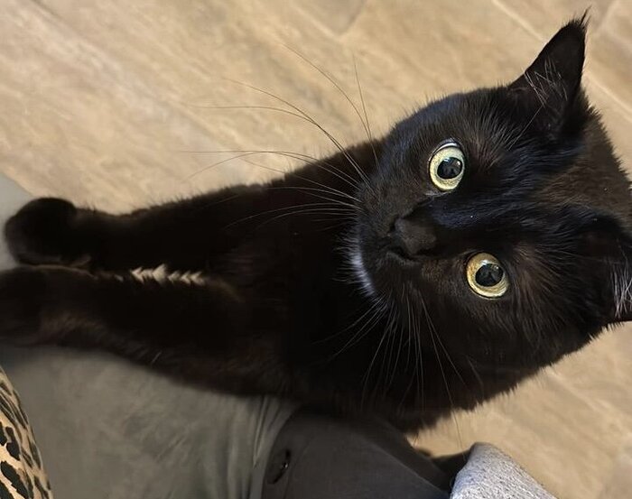 Малышка Шаде покинула приют 3 января 2020 года.