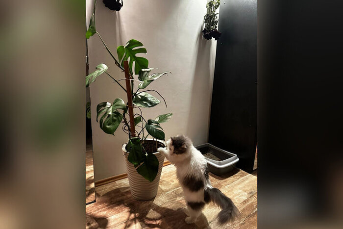 Игривая Пальмочка уехала из приюта 31 января 2020 года.