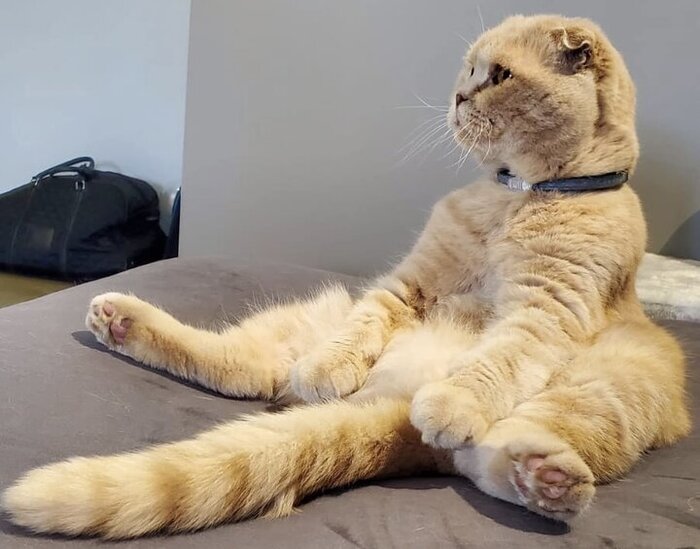 Милейший Степочка покинул приют 6 июня 2022 года.