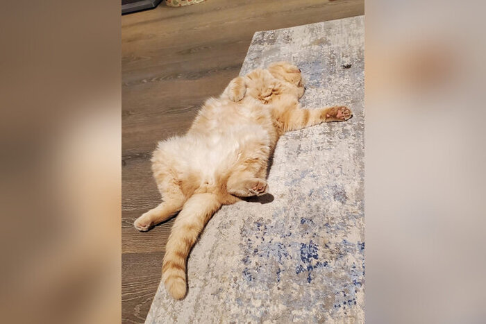 "Всегда находится со мной в комнате и по квартире перемещается со мной, ну кроме тех моментов когда у него тихий час – примерно с 9 до 12".