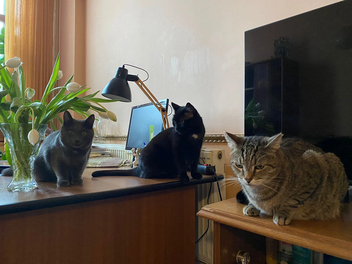 Соображают втроём. Так ведь интереснее и веселее!