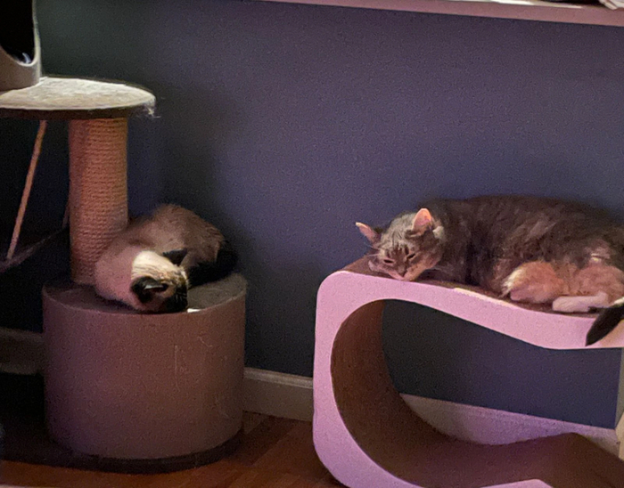 Красотки Блэр и Фантазия покинули приют 7 марта 2019 года и 12 мая 2020 года.