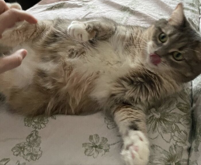 Кошечка Фантазия (Симпл)