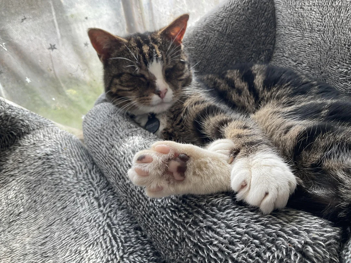 Кошачья лапка | Пикабу