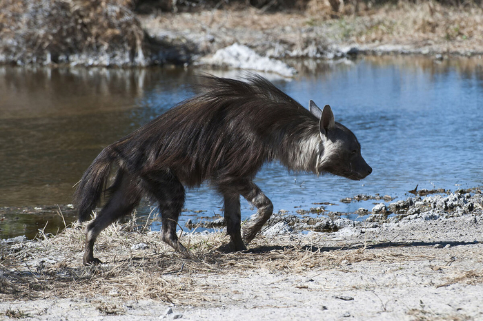Сутулый и разваливающийся. На это лишь образ для отвода глаз!