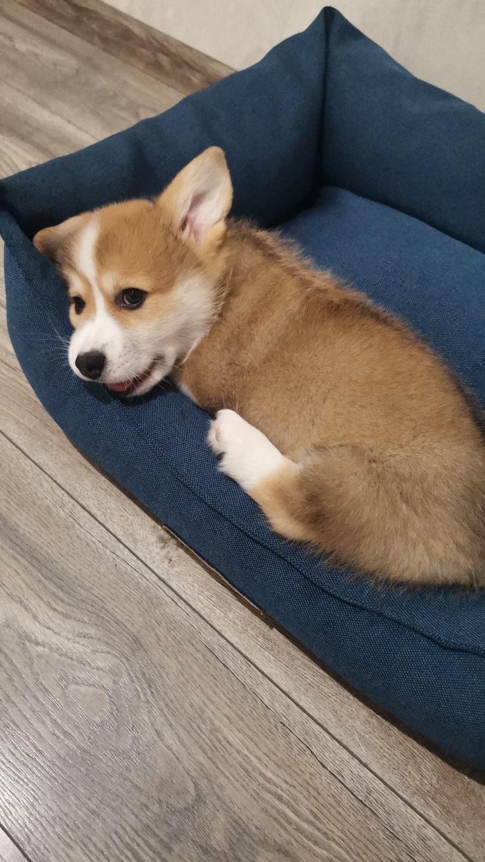 В новом доме оказалось прикольно, игрушки делить не надо ни с кем, личное пространство и собственный лежак)