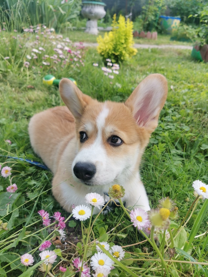 Тут уже моська подростка