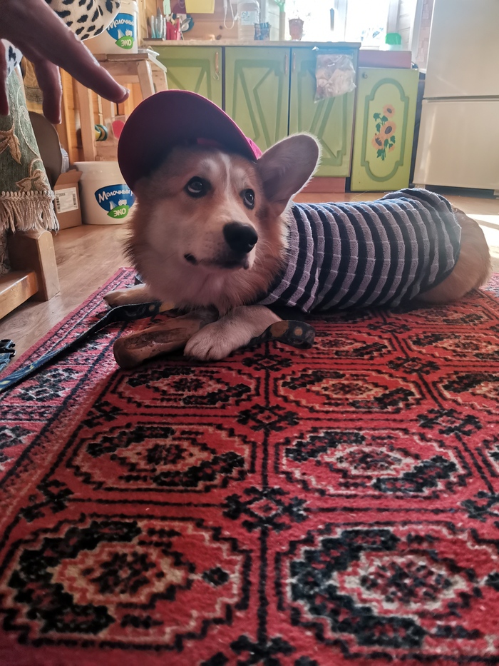 Тут первые примерки одежды. Но это прям для фанатов, как оказалось. У корги шерсть хорошая и густая - даже зимой одежда не пригодилась, он не мерз.