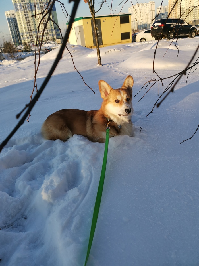Лечь пузом в сугроб, где снег почище. Подвернуть по кошачьи передние лапки и всем видом показывать не желание идти дальше. Умеет, могет.