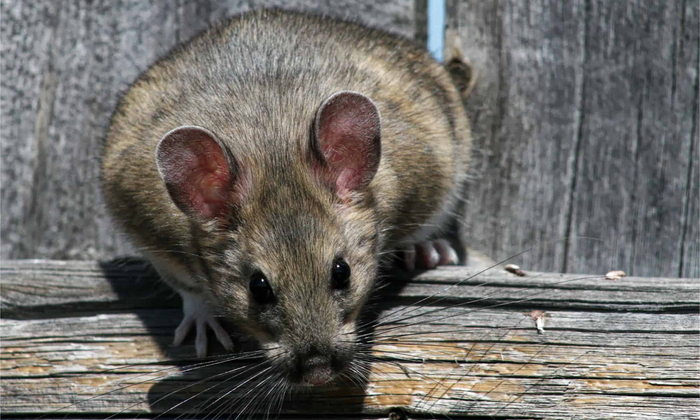 По меркам грызуна пакраты достаточно крупные — весят они до 600 граммов. При этом пышнохвостый лесной хомяк — крупнейший представитель своего рода.