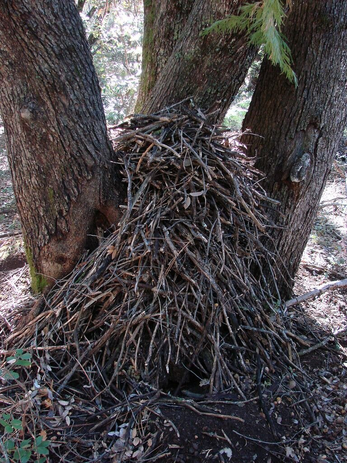 Чаще всего хомяки обустраивают свои жилища в расщелинах скал. Но бывает, что домом становятся и норки под корнями деревьев, и даже кактусы!