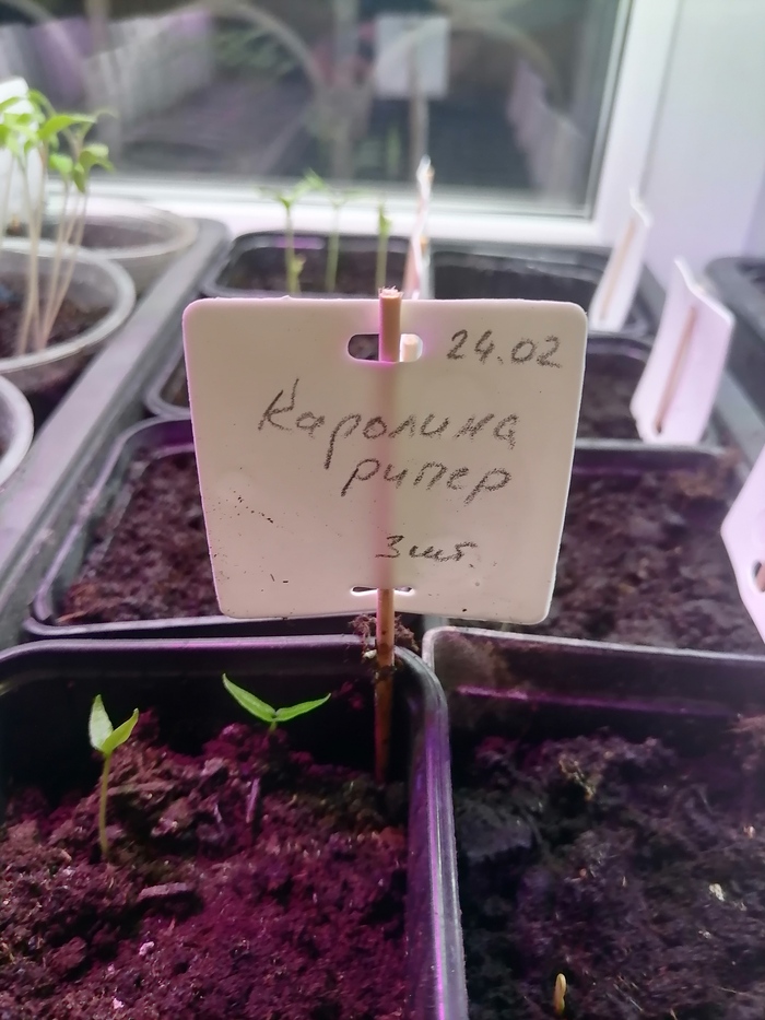 Каролина рипер, взошли 2 из трех. Фото делал сейчас, для поста. Справа видно, что проклюнулся ямайский желтый.