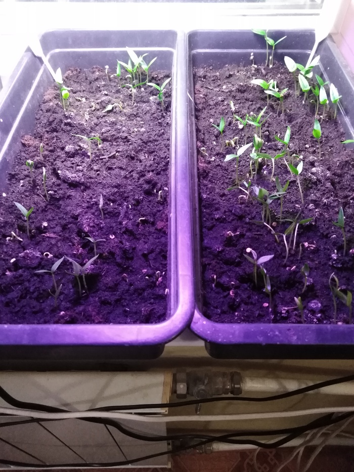 Рассада на раздачу 2023 года.