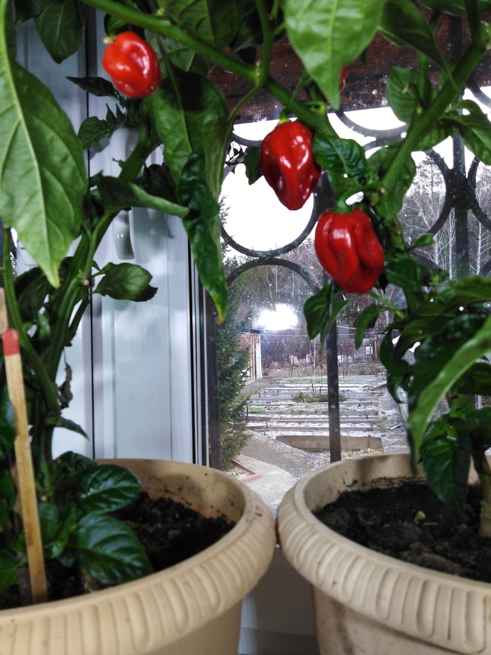 Хабанеро красный