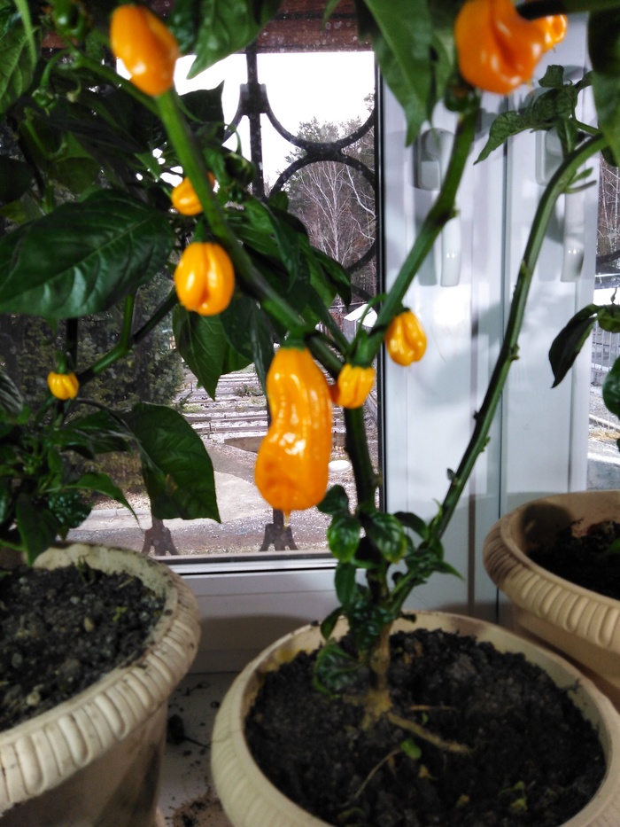 Хабанеро оранжевый