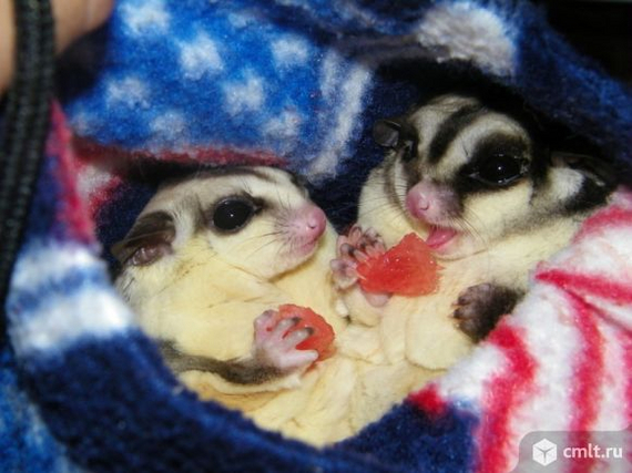 Однозначно сладкая парочка