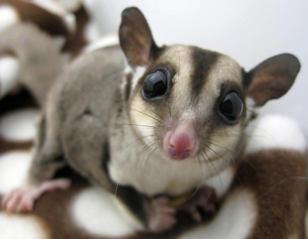 <!--noindex--><a href="https://pikabu.ru/story/sakharnyie_possumyi_dlya_podnyatiya_nastroeniya_11243423?u=https%3A%2F%2Fdzen.ru%2Fa%2FXJXl-IqquBLE8YF-%3C%3C&t=https%3A%2F%2Fdzen.ru%2Fa%2FXJXl-IqquBLE8YF-%26lt%3B%26lt%3B&h=cff4fc01a7fbb29b45cbac0e866a5ed2a208abb2" title="https://dzen.ru/a/XJXl-IqquBLE8YF-<<" target="_blank" rel="nofollow noopener">https://dzen.ru/a/XJXl-IqquBLE8YF-<<</a><!--/noindex--> фото от сюда .Заглядывает прямо в душу