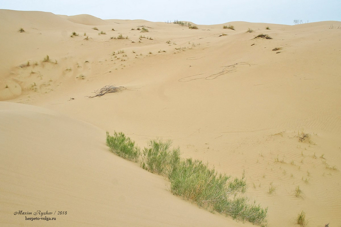 Типичное местообитание ушастой круглоголовки (Phrynocephalus mystaceus)