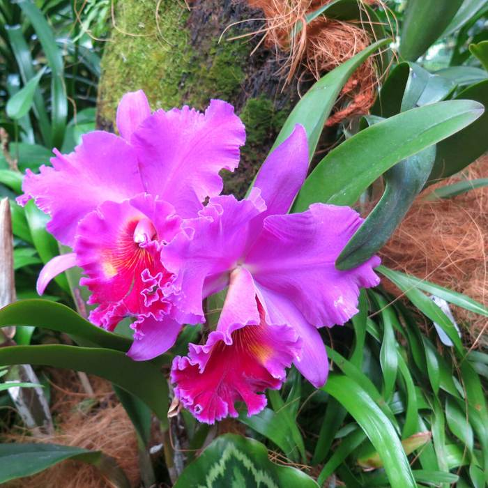 National Orchid Garden -      , ,  , , ,  , ,   ()