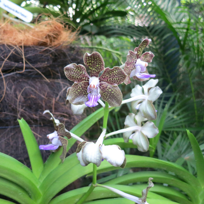  (Vanda)