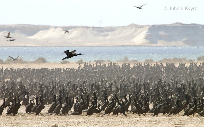 Это жители Катара ещё на курортах Краснодарского края не были.