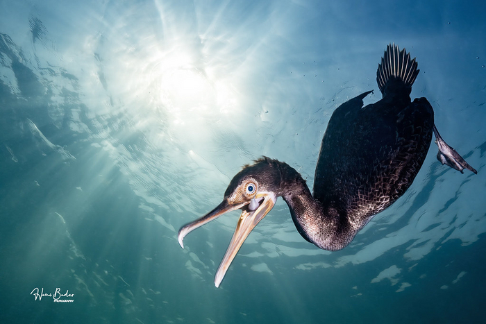По сравнению с другими бакланами, сокотрский баклан может продержаться под водой до 3 минут! Среди других бакланов — это рекорд!
